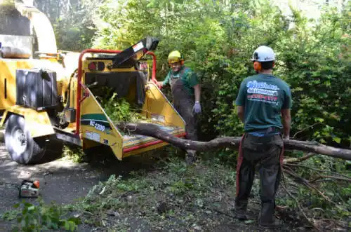 tree services Beaver Dam